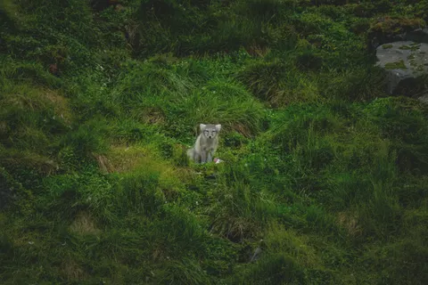 狼 4K壁纸 · animals · 3840×2560