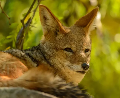 Fond d'écran Loup 4K · animals · 3840×3130
