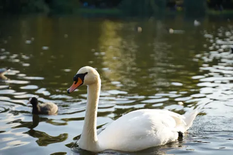 Sfondo Cigno Elegante 4K · birds · 3840×2560