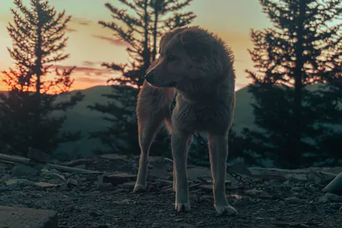 Wolf 4K Wallpaper · animals · 3840×2560