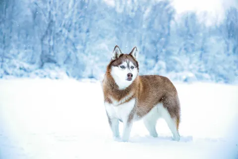 Fond d'écran Loup 4K · animals · 3840×2560