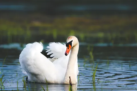 सुंदर हंस 4K वॉलपेपर · birds · 3840×2561