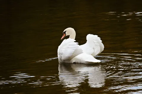 सुंदर हंस 4K वॉलपेपर · birds · 3840×2560