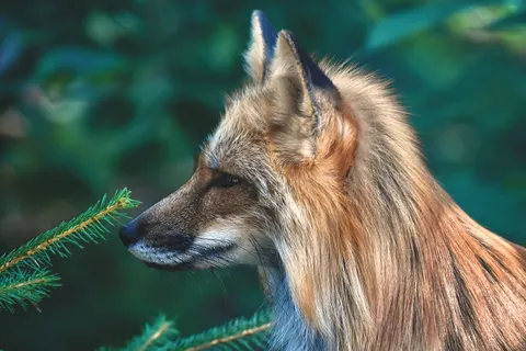 Fond d'écran Loup 4K · animals · 3840×2560