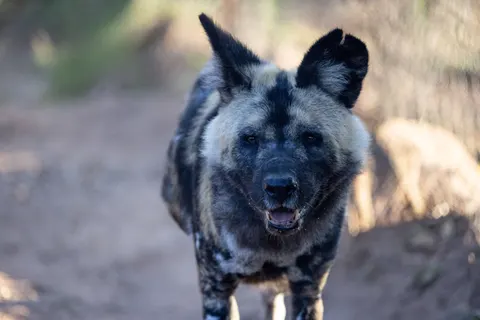 خلفية ذئب بدقة 4K · animals · 3840×2561