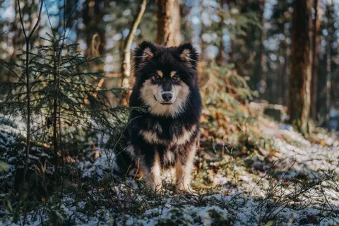 Fond d'écran Loup 4K · animals · 3840×2561