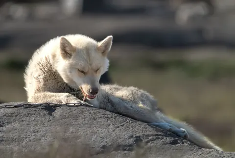 Wolf 4K Wallpaper · animals · 3840×2574