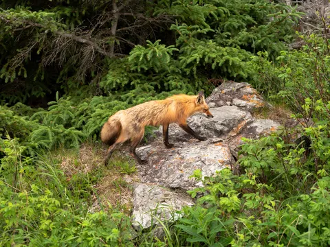 Wolf 4K Wallpaper · animals · 3840×2880