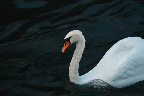 優雅な白鳥 4K壁紙 · birds · 3840×2561