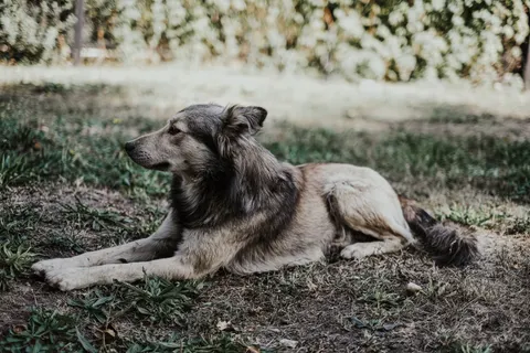 Wolf 4K Wallpaper · animals · 3840×2560