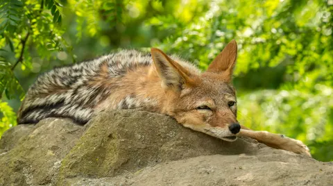 Обои Волк 4K · animals · 3840×2143