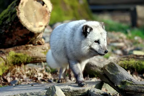 Wolf 4K Wallpaper · animals · 3840×2560