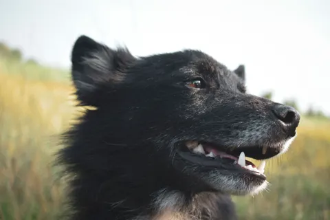 Wolf 4K Wallpaper · animals · 3840×2560