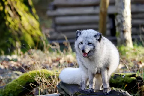Fond d'écran Loup 4K · animals · 3840×2560