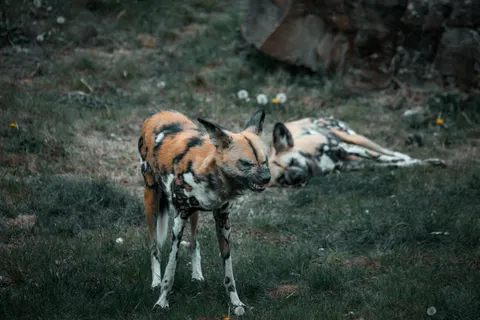 Wolf 4K Wallpaper · animals · 3840×2563