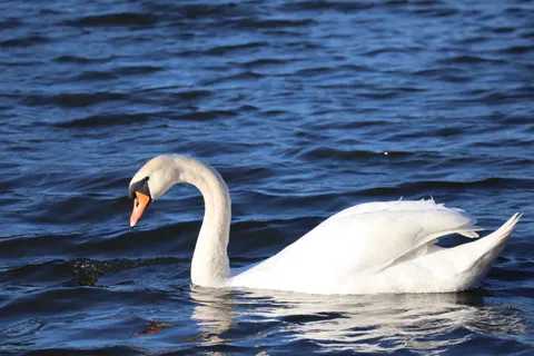 Papel de parede Cisne Elegante 4K · birds · 3840×2560