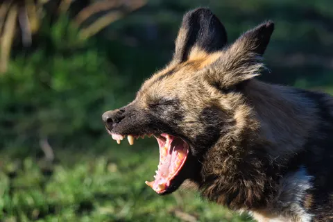 Wolf 4K Hintergrundbild · animals · 3840×2560