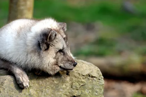 Wolf 4K Wallpaper · animals · 3840×2560