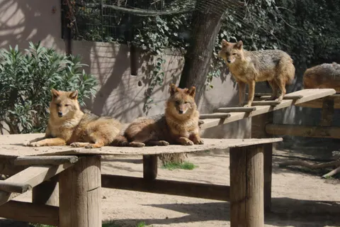 Papel de parede Lobo 4K · animals · 3840×2560