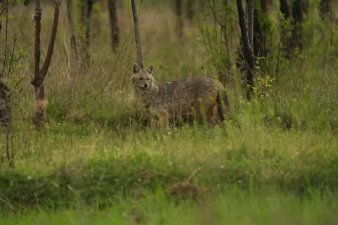 Wolf 4K Wallpaper · animals · 3840×2560