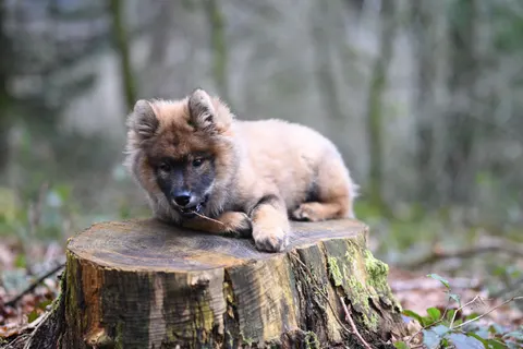 Fond d'écran Loup 4K · animals · 3840×2563