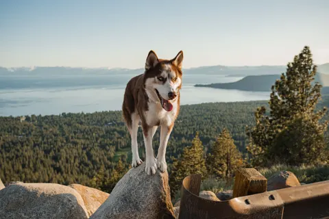 Wolf 4K Hintergrundbild · animals · 3840×2560