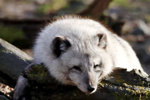 Fond d'écran Loup 4K · animals · 3840×2560