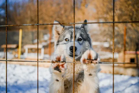 Wolf 4K Hintergrundbild · animals · 3840×2555