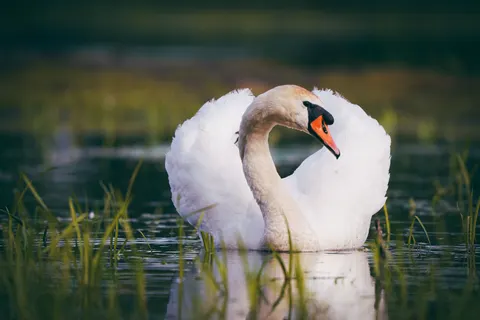 Papel de parede Cisne Elegante 4K · birds · 3840×2561