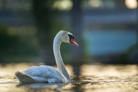 خلفية بجعة أنيقة بدقة 4K · birds · 3840×2560