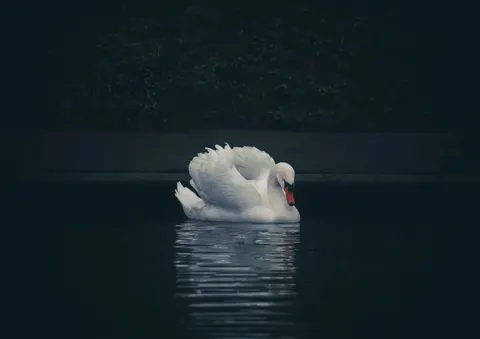 خلفية بجعة أنيقة بدقة 4K · birds · 3840×2715