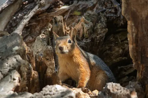 Обои Лиса 4K · animals · 3840×2560