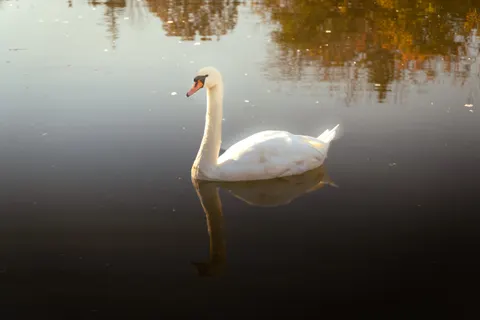 Papel de parede Cisne Elegante 4K · birds · 3840×2560