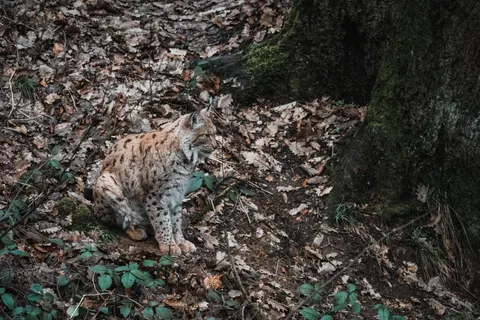 Fox 4K Wallpaper · animals · 3840×2560