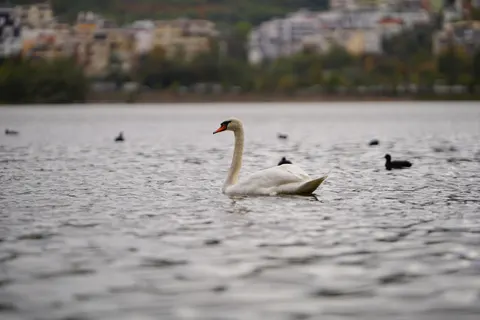 Hình nền Thiên Nga Thanh Lịch 4K · birds · 3840×2560
