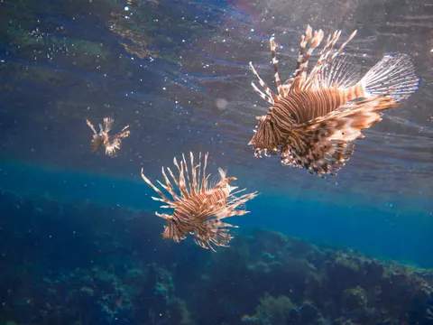 Underwater Reef 4K Wallpaper · underwater · 3840×2880