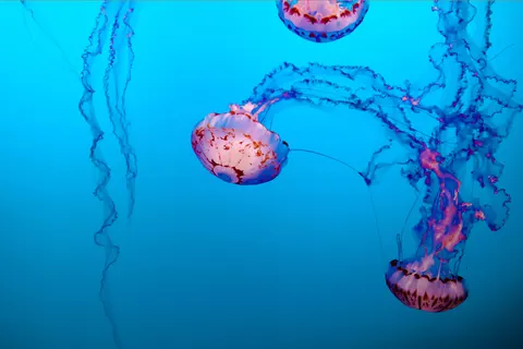 Обои Глубокий синий 4K · underwater · 3840×2560