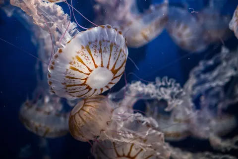 Обои Глубокий синий 4K · underwater · 3840×2564