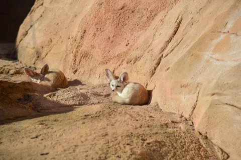 Fond d'écran Renard 4K · animals · 3840×2563