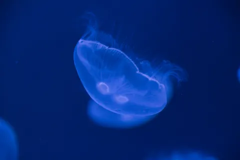Fond d'écran Bleu profond 4K · underwater · 3840×2560