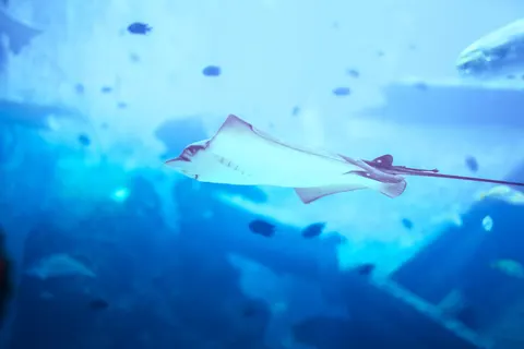 Обои Глубокий синий 4K · underwater · 3840×2561