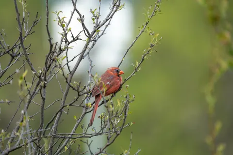 Обои Лиса 4K · animals · 3840×2560