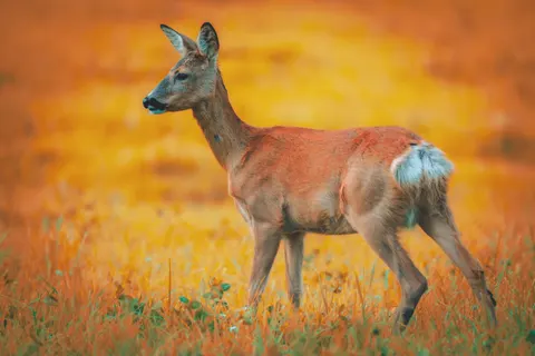 Fox 4K Wallpaper · animals · 3840×2561