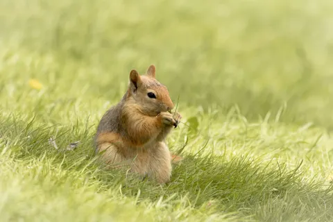 Fox 4K Wallpaper · animals · 3840×2560