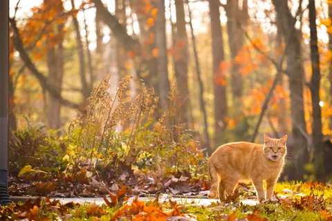 Fox 4K Wallpaper · animals · 3840×2560