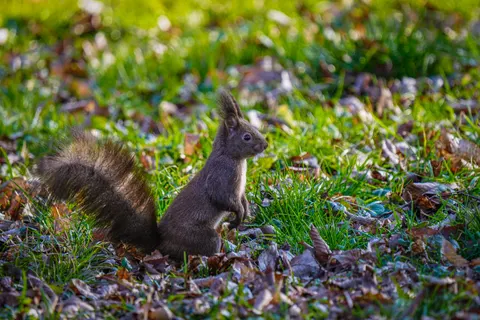 Fox 4K Wallpaper · animals · 3840×2560