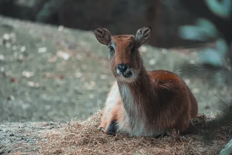 Fox 4K Wallpaper · animals · 3840×2560