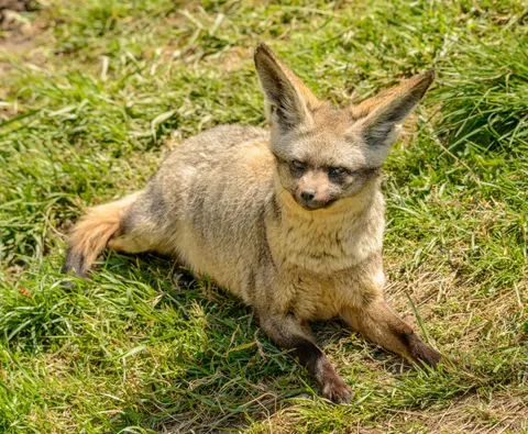 Fox 4K Wallpaper · animals · 3840×3160