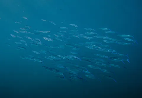 Fond d'écran Bleu profond 4K · underwater · 3840×2670