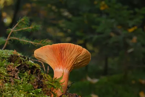 Fox 4K Wallpaper · animals · 3840×2560